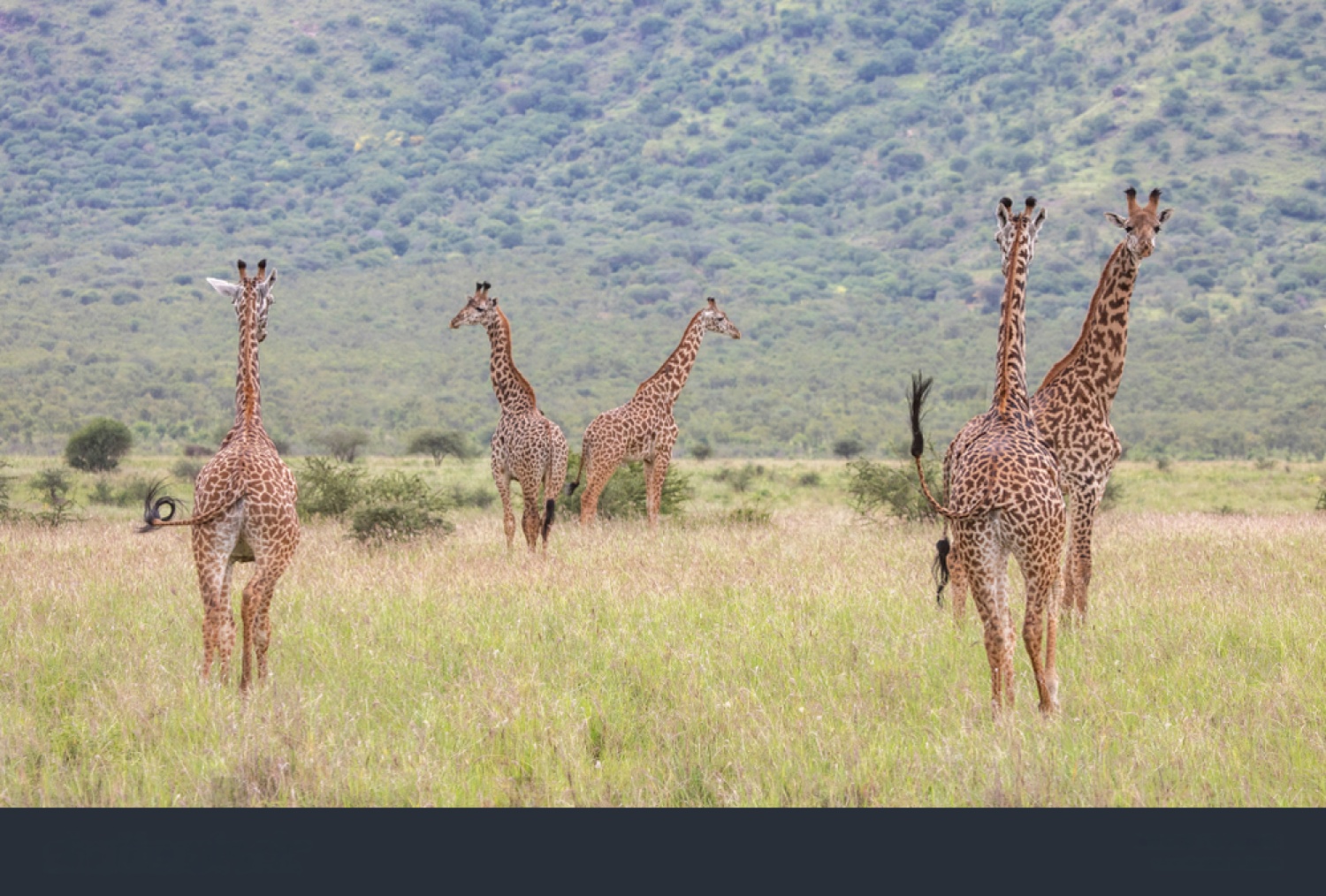 Vast untamed wilderness of the southern parks