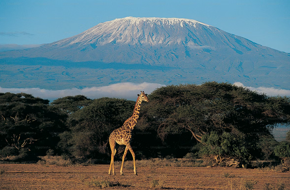 Mount Kilimanjaro rising above the clouds