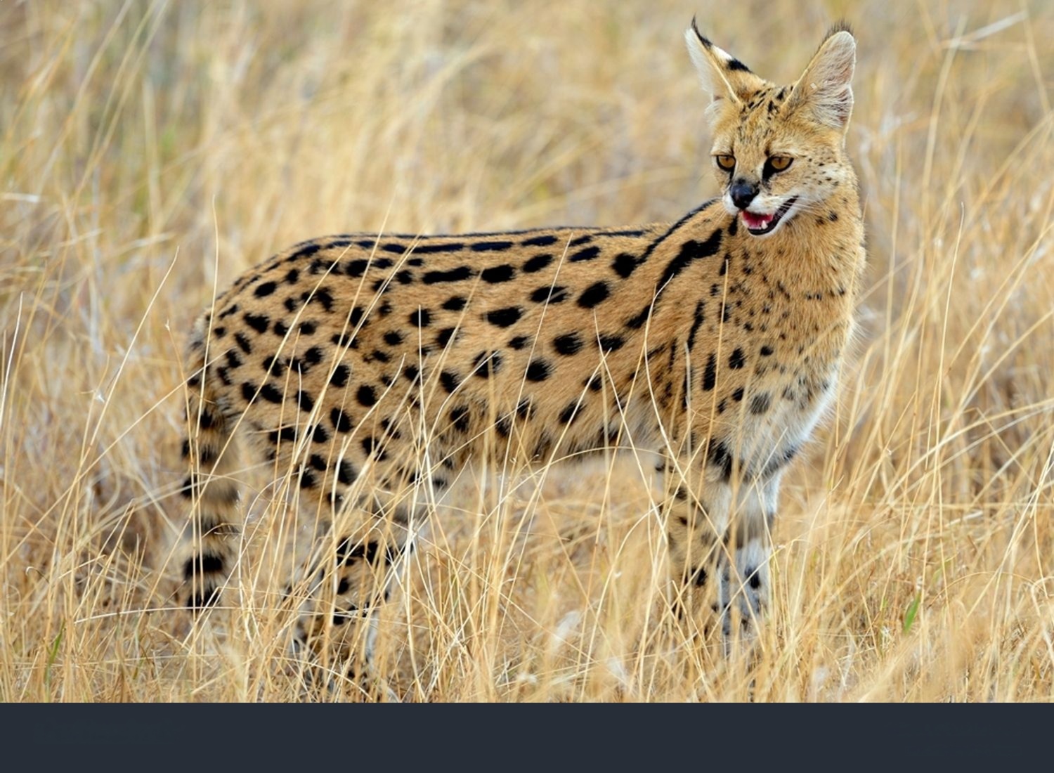 Serval cat in the wild grasslands