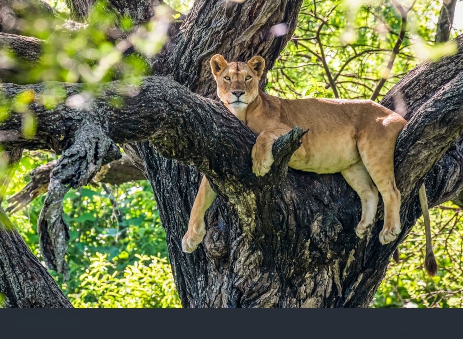 Lion at Lake Manyara