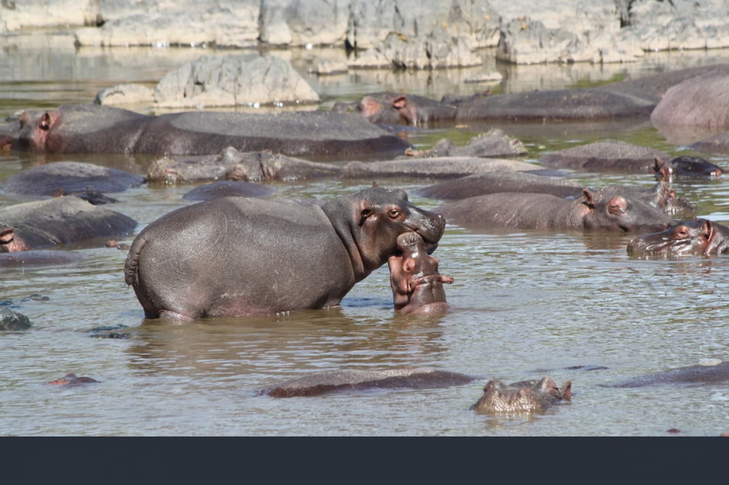 Safari in Northern Tanzania